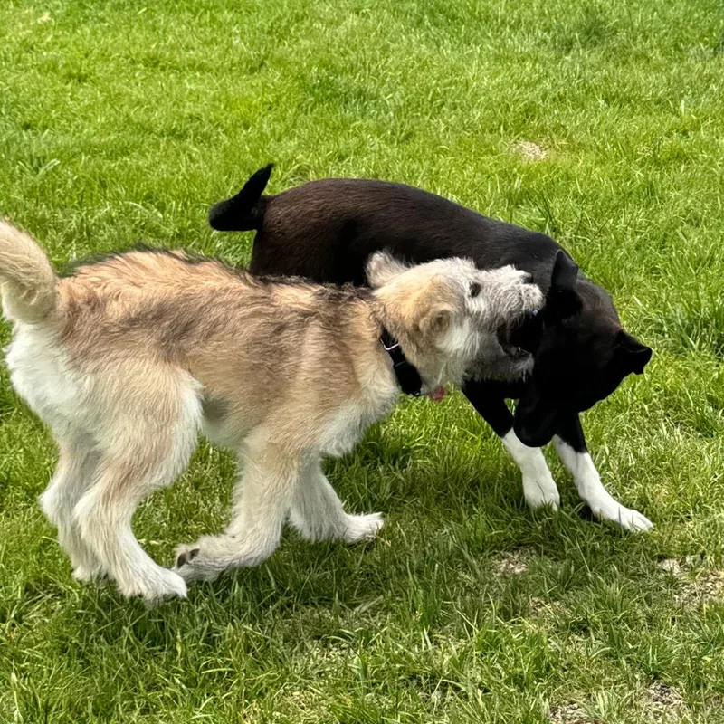 A young medium-sized female Yellow / Tan / Blond / Fawn Mixed Breed dog named Duchess ScullyLotus for adoption in Wheeling, IL