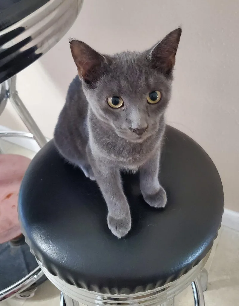 A baby medium-sized male Gray / Blue / Silver Domestic Short Hair cat named Stormy for adoption in Oviedo, FL