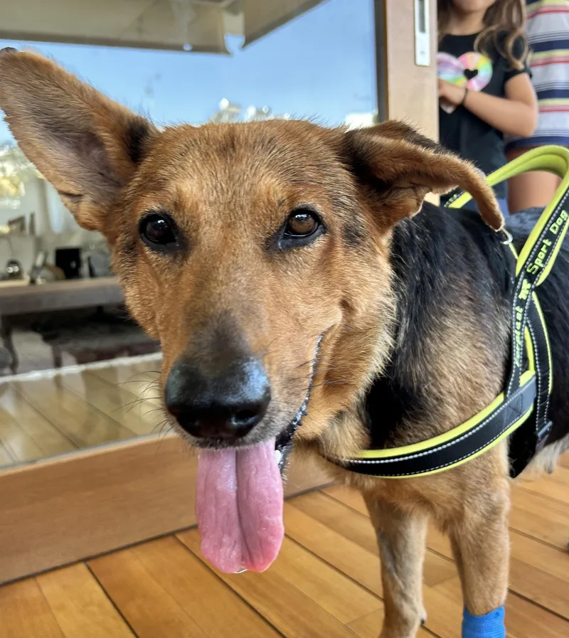 An adult large-sized female German Shepherd Dog dog named Avra for adoption in New York, NY