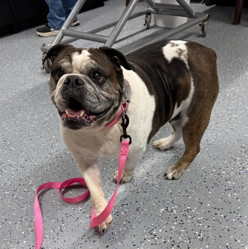 An adult large-sized female American Bulldog dog named Mel for adoption in Yankton, SD