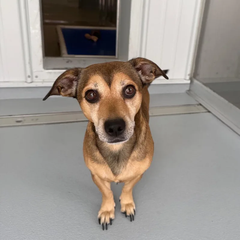 An adult medium-sized male Brown / Chocolate Mixed Breed dog named Lucky Ducky for adoption in Bradenton, FL
