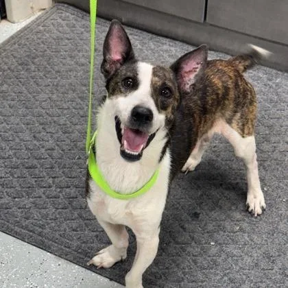 An adult small-sized male Cardigan Welsh Corgi dog named Benji for adoption in Kansas City, MO