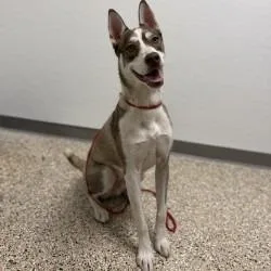 A young medium-sized male Husky dog named Bobby for adoption in Bullhead City, AZ