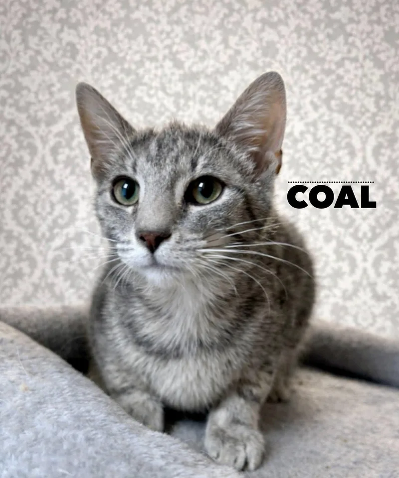 Coal