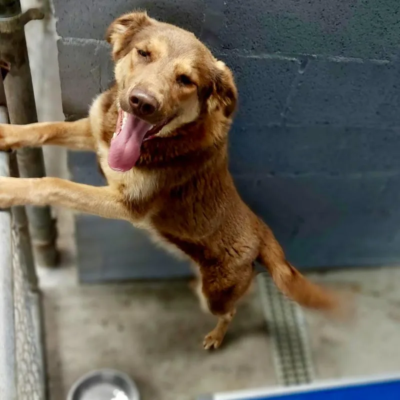 A young large-sized female Australian Shepherd dog named Rosa  Ac for adoption in Greeneville, TN