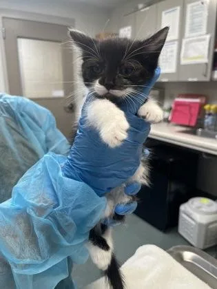 A baby small-sized female Domestic Short Hair cat named Suki for adoption in Fairfax, VA