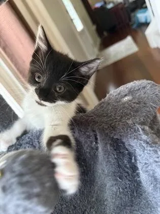 Suki thumbnail 3