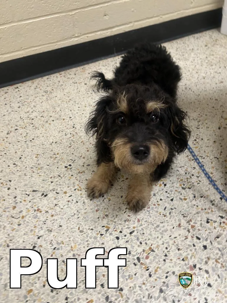 A young small-sized male Yorkshire Terrier dog named Puff for adoption in Rocky Mount, NC