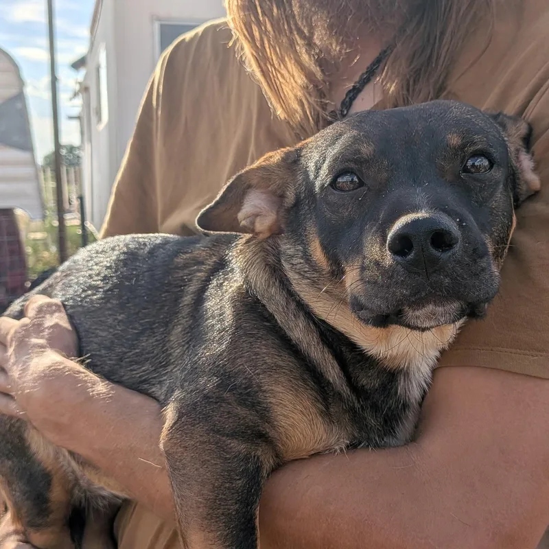 A young small-sized female Basset Hound dog named Lilo for adoption in El Paso, TX
