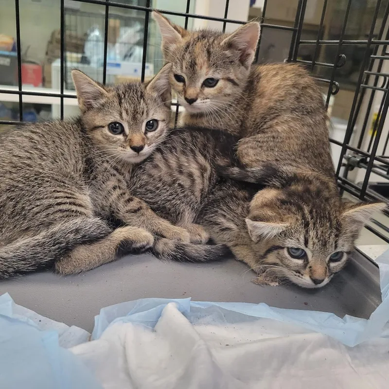 A baby small-sized female Brown / Chocolate Domestic Short Hair cat named Leclerc for adoption in Westminster, CA
