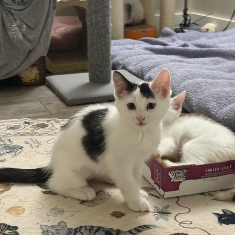 A baby medium-sized female Domestic Short Hair cat named Dove for adoption in Blaine, MN