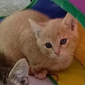 A baby small-sized male Buff / Tan / Fawn Domestic Short Hair cat named Simon for adoption in Tustin, CA