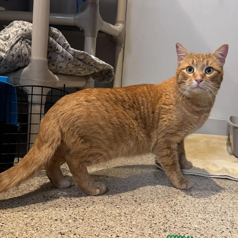 An adult large-sized male Orange / Red Domestic Short Hair cat named Queso Fresco for adoption in Wilmington, DE