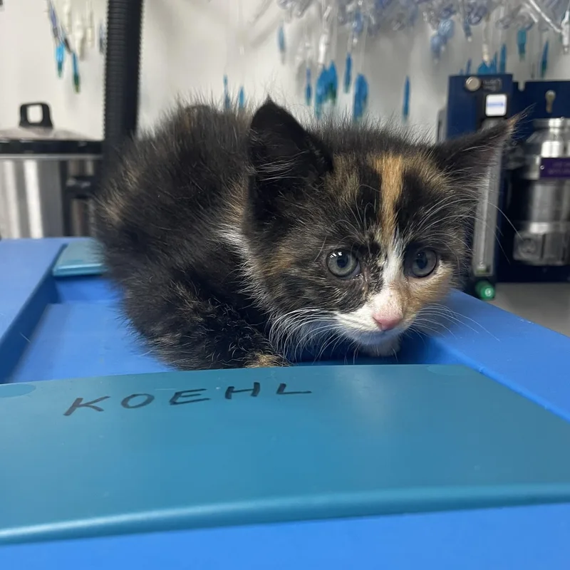A baby small-sized female Calico Domestic Medium Hair cat named Cola for adoption in Greenback, TN