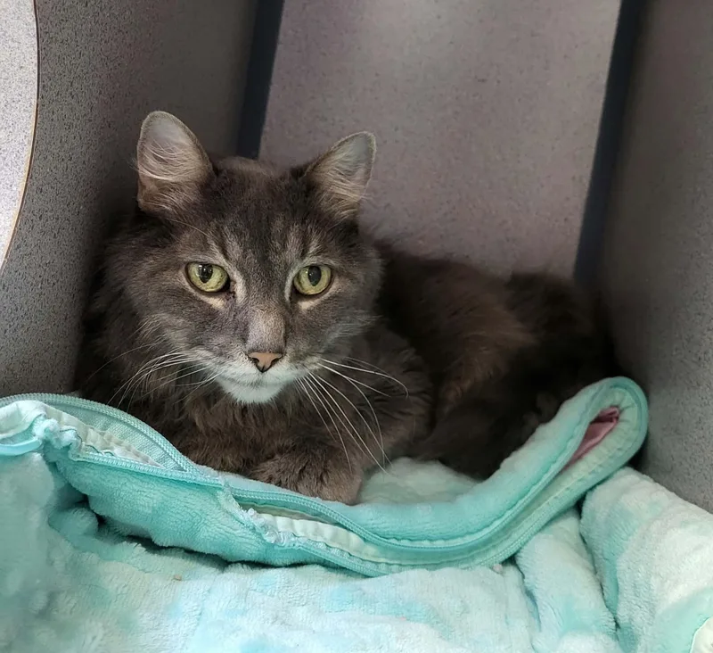A senior medium-sized male Domestic Short Hair cat named Boots for adoption in Canon City, CO