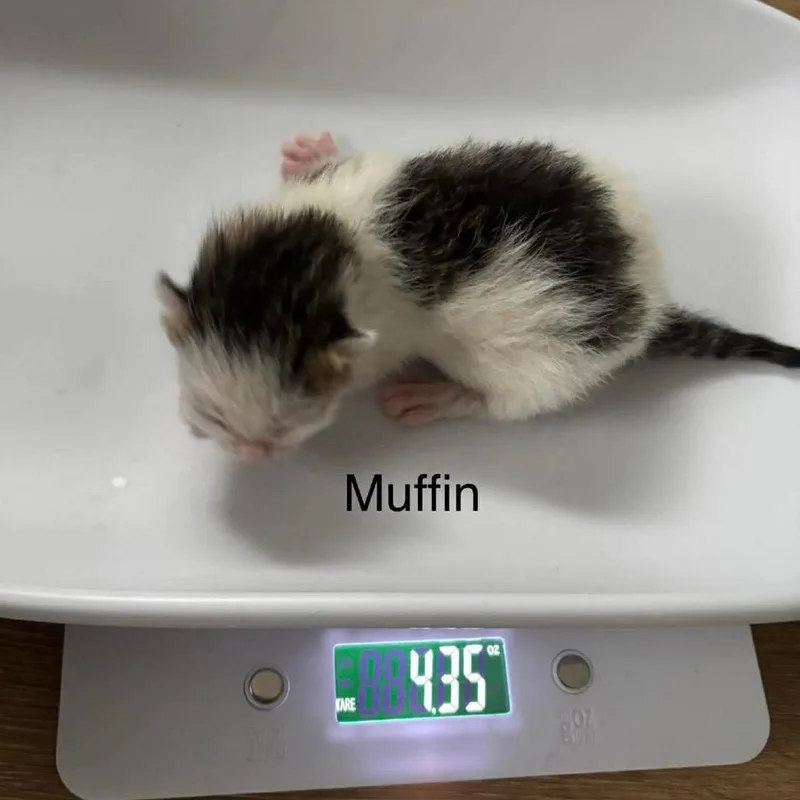 A baby small-sized male White Domestic Short Hair cat named Muffin for adoption in Hannibal, MO