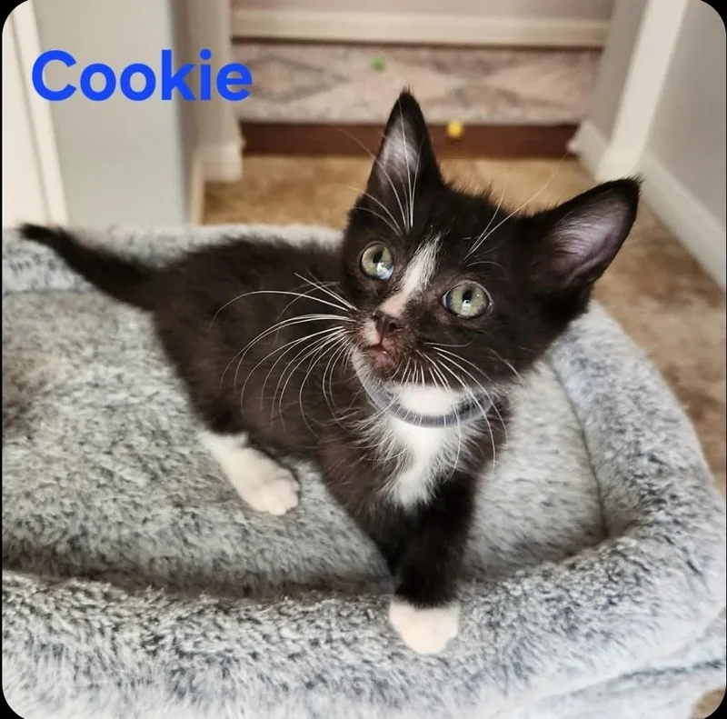 A baby small-sized male Domestic Short Hair cat named Cookie for adoption in San Jacinto, CA