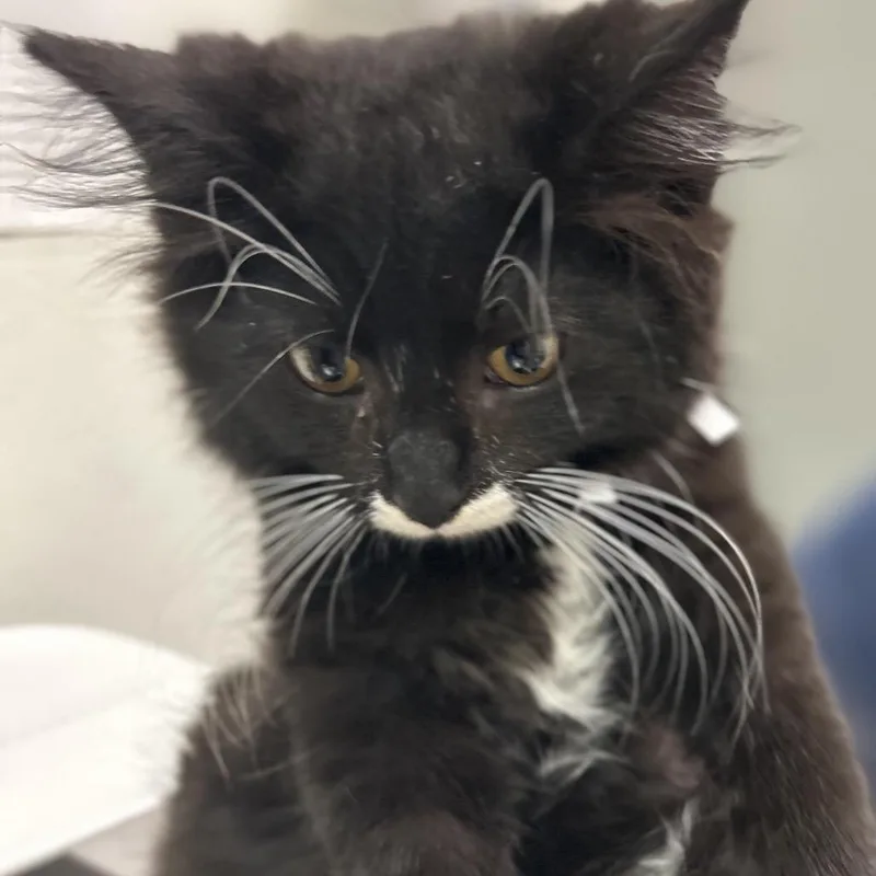 A baby small-sized male Black Domestic Long Hair cat named Wasabi for adoption in Charleston, WV