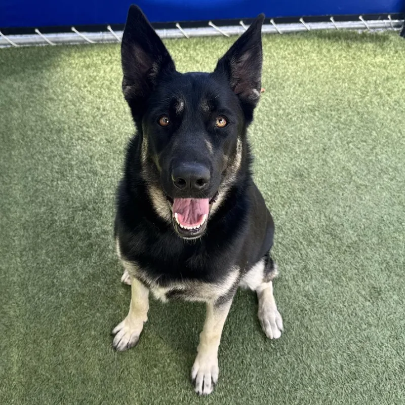An adult large-sized female Black German Shepherd Dog dog named Missy for adoption in Hawthorne, CA