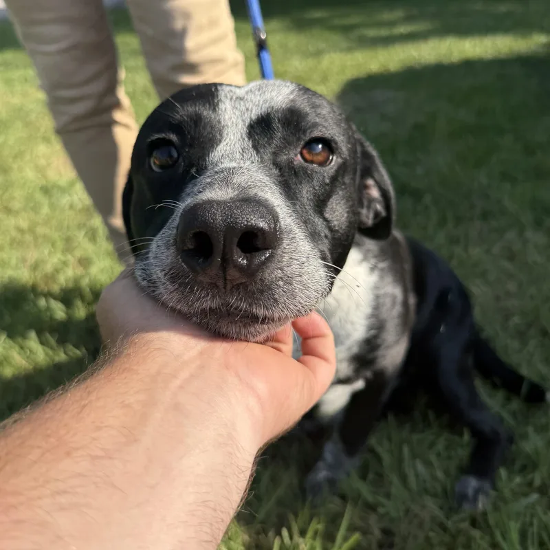An adult medium-sized male Black Pointer dog named Bronco for adoption in Columbia, SC