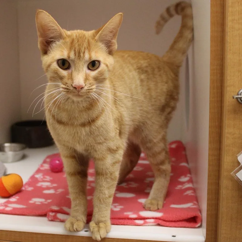 A young medium-sized female Orange / Red Domestic Short Hair cat named Bright & Sunny Day for adoption in Champaign, IL