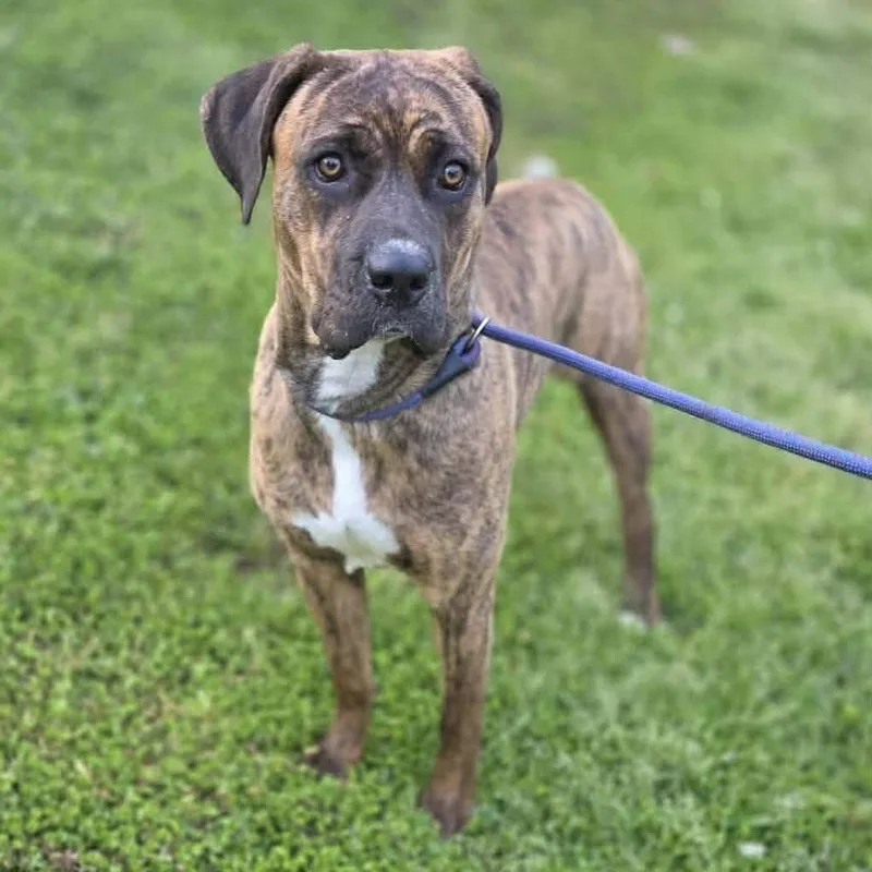 A young large-sized female Brindle Mixed Breed dog named Xena Bloom for adoption in Long Island City, NY