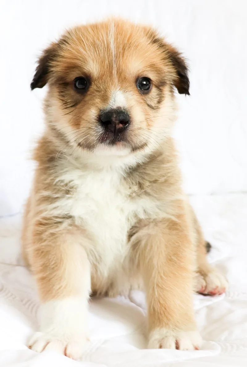A baby medium-sized male German Shepherd Dog dog named Lon for adoption in Saint Paul, MN