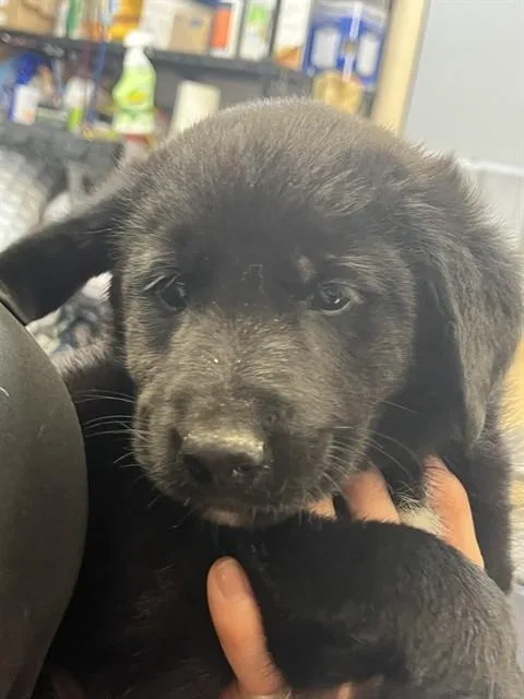 A baby small-sized male Labrador Retriever dog named Schooner for adoption in Corpus Christi, TX