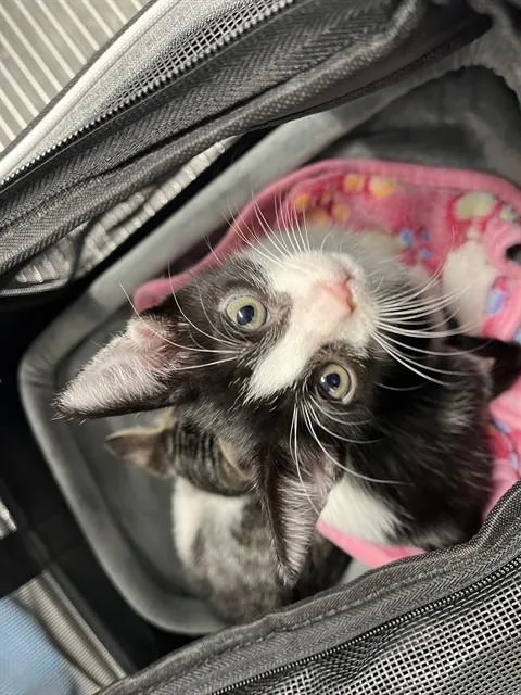 Remi