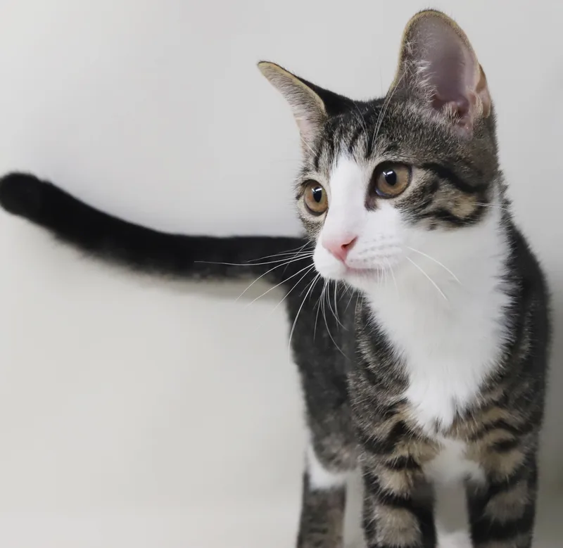 Romeo  The KING thumbnail 2