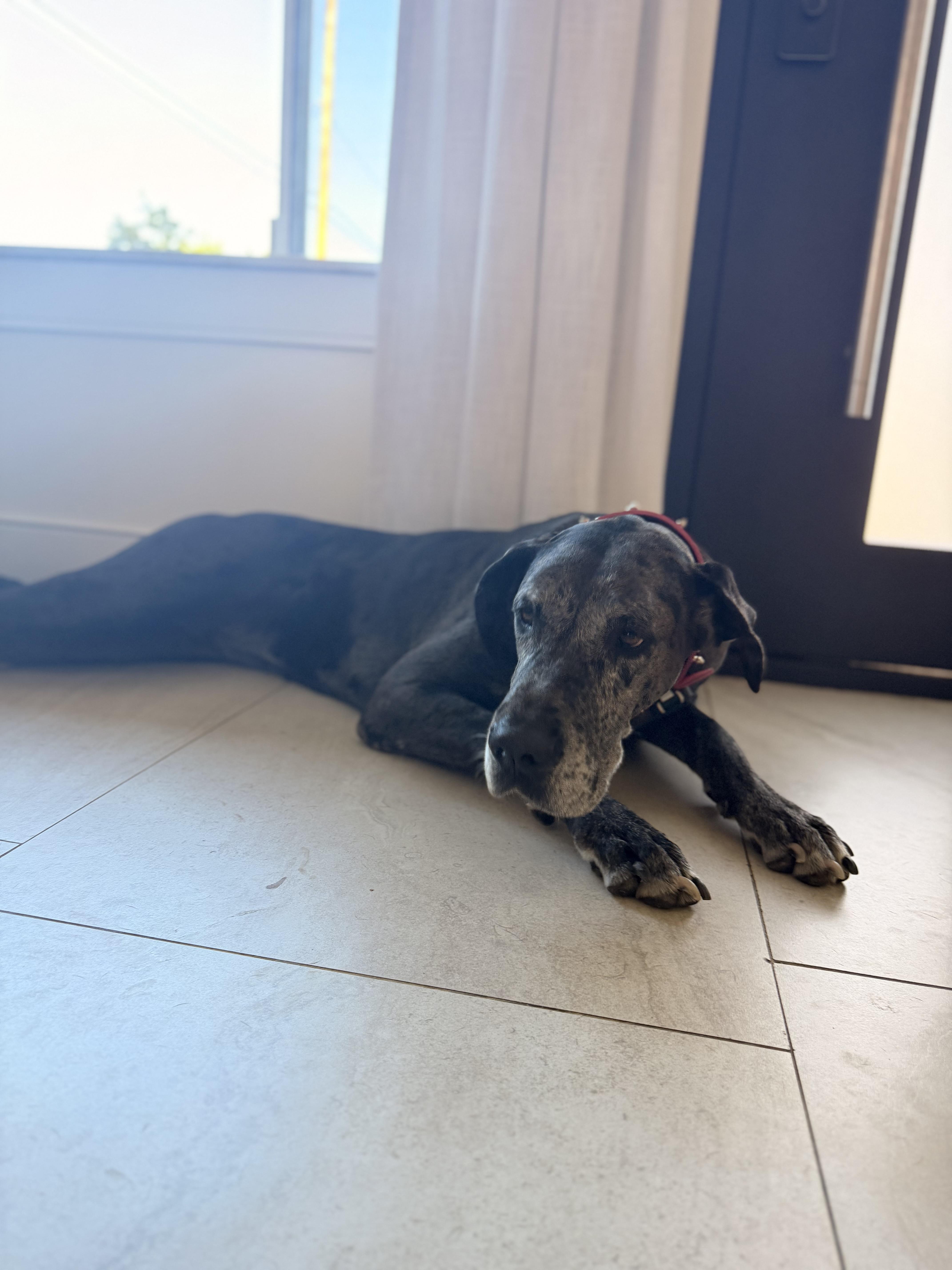 An adult extra large-sized female Great Dane dog named Sage for adoption in Long Beach, CA