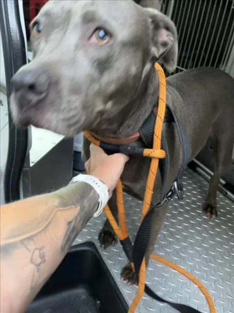 An adult medium-sized female Pit Bull Terrier dog named Sky for adoption in Derwood, MD