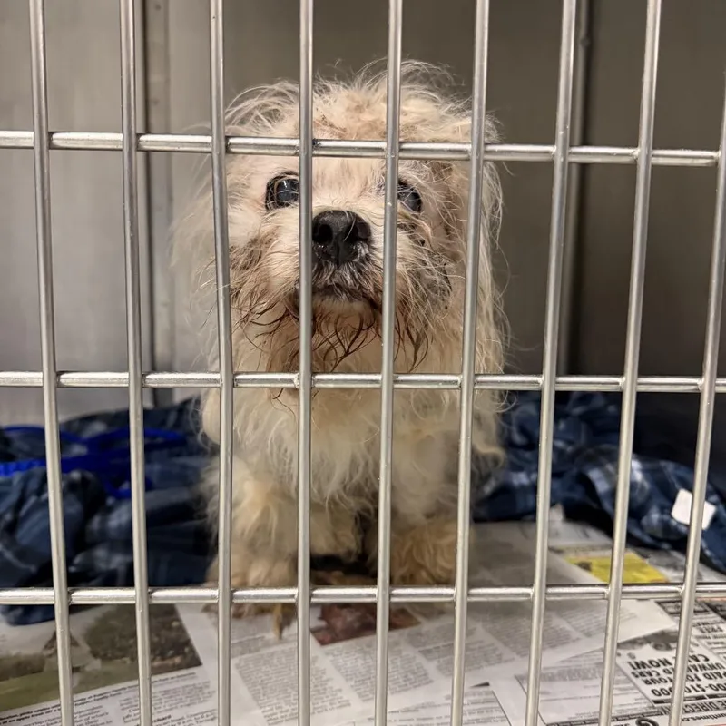 A senior small-sized female Maltese dog named Zelda for adoption in Northbrook, IL