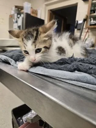A baby small-sized male Domestic Short Hair cat named London for adoption in Gainesville, FL