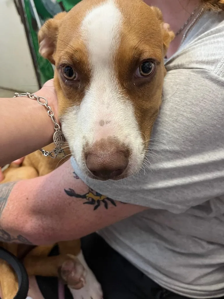 A baby medium-sized male Pit Bull Terrier dog named Molina Dog "Tokyo for adoption in New Braunfels, TX