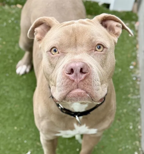 A young large-sized male Pit Bull Terrier dog named Greeman for adoption in Boston, MA