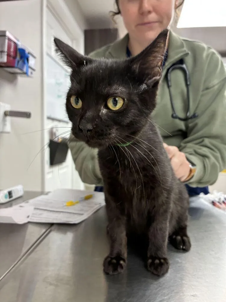 A baby small-sized male Domestic Short Hair cat named Black Beard for adoption in Marietta, GA