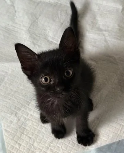 A baby small-sized male Domestic Short Hair cat named Licorice for adoption in Honolulu, HI
