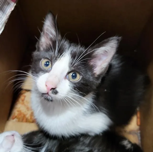 A baby small-sized female Domestic Long Hair cat named Pancake for adoption in San Antonio, TX