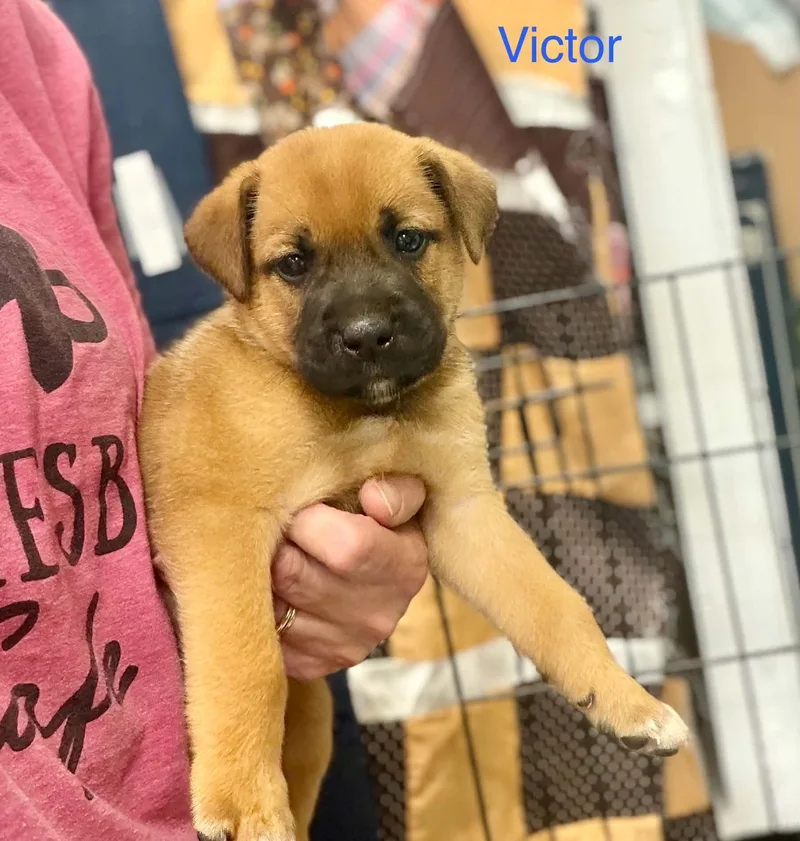 A baby large-sized male Golden Black Mouth Cur dog named Victor for adoption in Semmes, AL