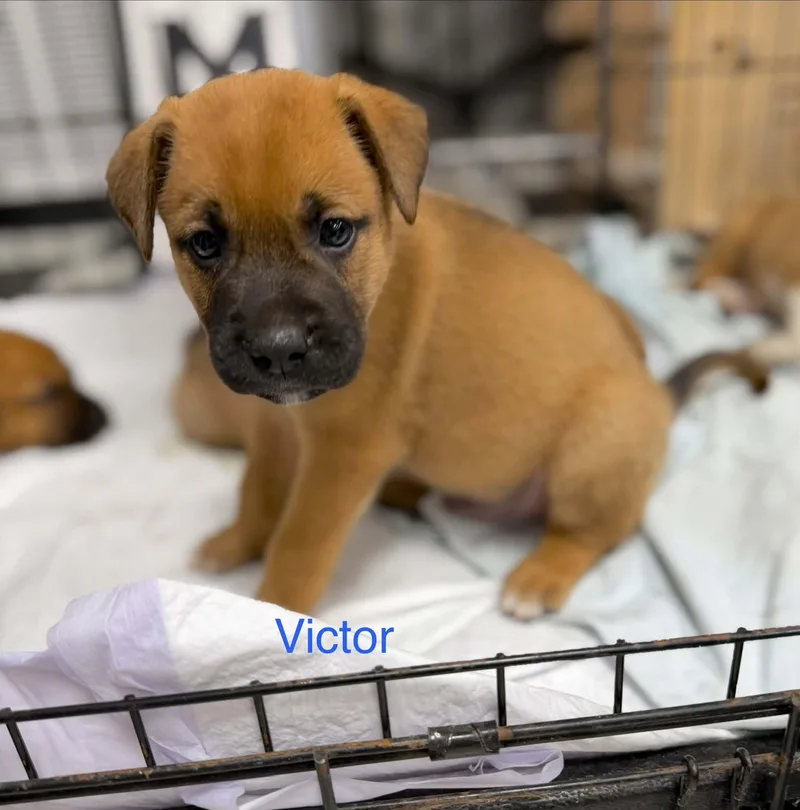 Victor thumbnail 2