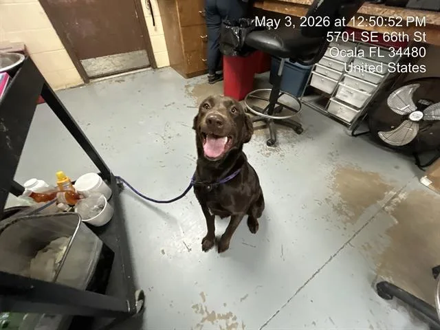 A young medium-sized female Labrador Retriever dog named A for adoption in Ocala, FL