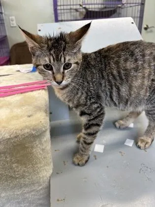 A baby medium-sized female Domestic Short Hair cat named Blueberry Muffin for adoption in Picayune, MS