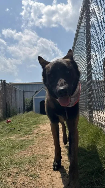 An adult large-sized male Belgian Shepherd / Malinois dog named Santiago for adoption in Balch Springs, TX