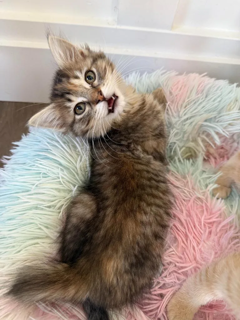 A baby medium-sized female Domestic Long Hair cat named Missy for adoption in Salt Lake City, UT