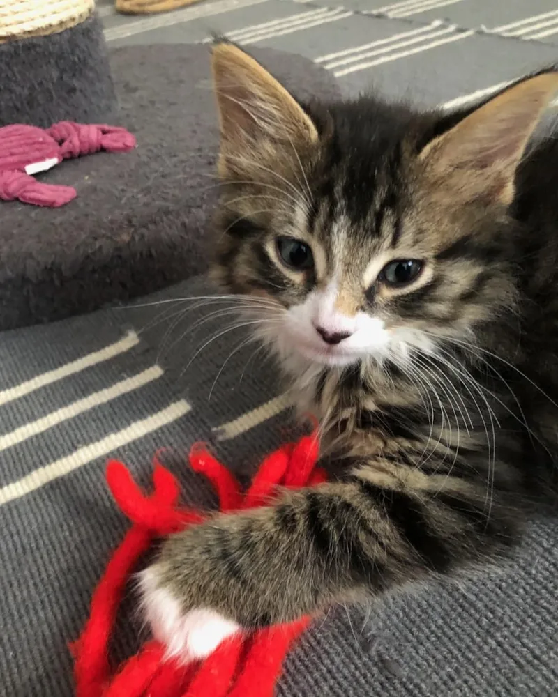 A baby small-sized male Domestic Medium Hair cat named Kale for adoption in San Francisco, CA