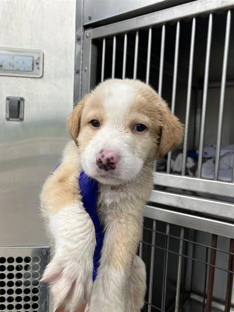 A baby medium-sized male Mixed Breed dog named Marshall for adoption in Dallas, TX
