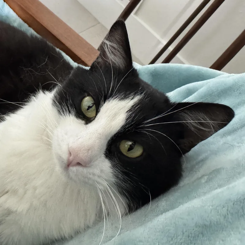 An adult medium-sized male Black & White / Tuxedo Domestic Medium Hair cat named Felix for adoption in Irvine, CA