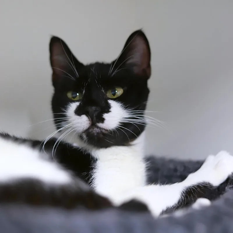An adult medium-sized female Black Domestic Short Hair cat named Ava for adoption in Los Angeles, CA