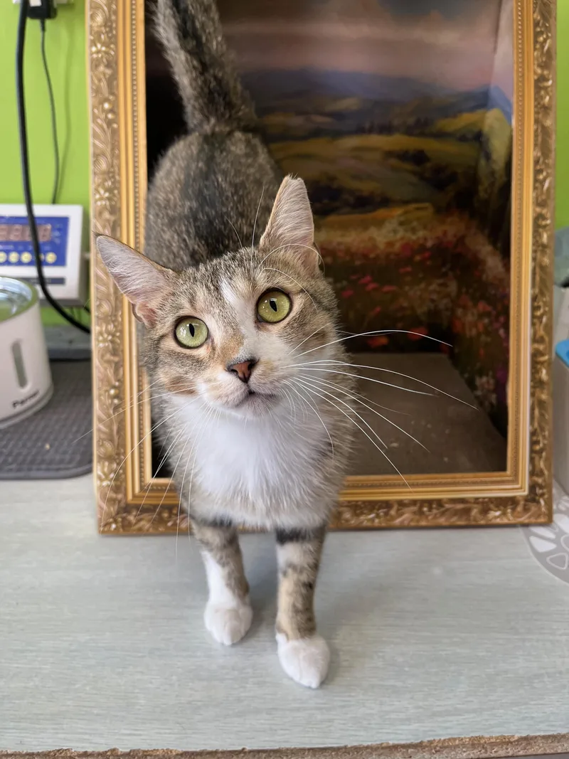 An adult medium-sized male White Domestic Short Hair cat named Daydream for adoption in Richmond, KY